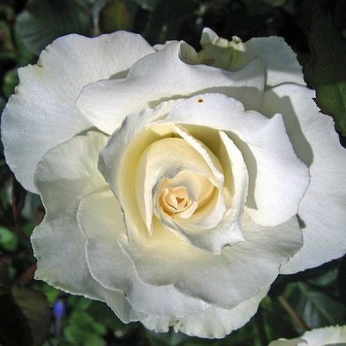 Bílá - Stromkové růže s květmi čajohybridů - stromková růže s rovnými stonky v koruně